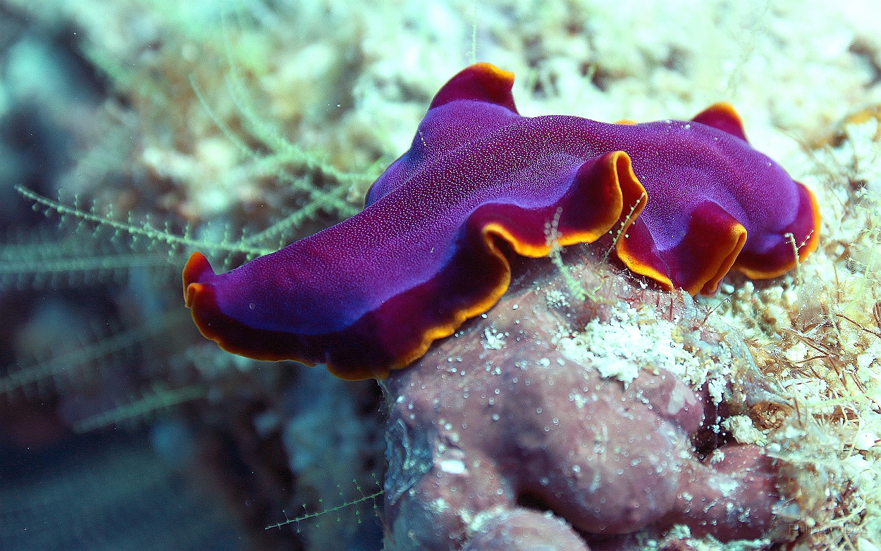 Sipadan_2015_Ver plat rouille_Pseudobiceros ferrugineus_IMG_2774_rc.jpg